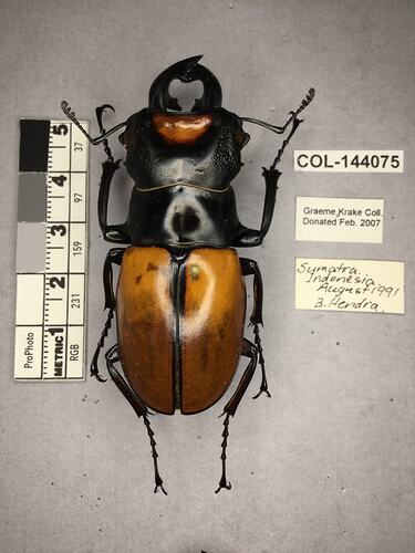 Dorsal view of pinned beetle specimen with labels.