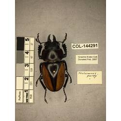 Dorsal view of pinned beetle specimen with labels.