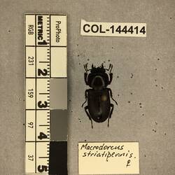 Shiny brown beetle specimen with large mandibles, pinned next to text labels.