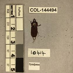 Shiny brown beetle specimen with large mandibles, pinned next to text labels.