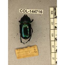 Dorsal view of pinned beetle specimen with labels.