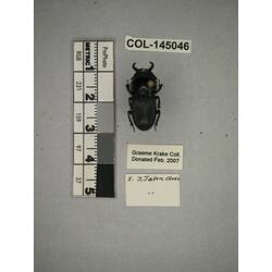 Dorsal view of pinned beetle specimen with labels.