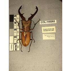 Dorsal view of pinned beetle specimen with labels.