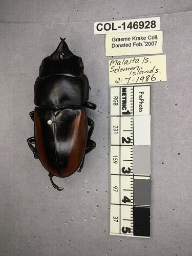 Shiny brown beetle specimen with large mandibles, pinned next to text labels.