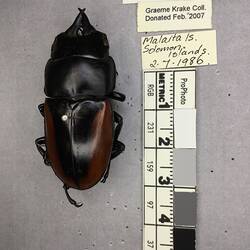 Shiny brown beetle specimen with large mandibles, pinned next to text labels.
