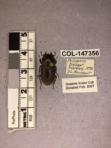 Shiny brown beetle specimen with large mandibles, pinned next to text labels.