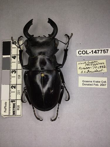 Shiny brown beetle specimen with large mandibles, pinned next to text labels.