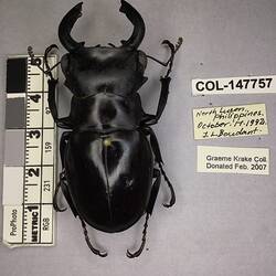 Shiny brown beetle specimen with large mandibles, pinned next to text labels.