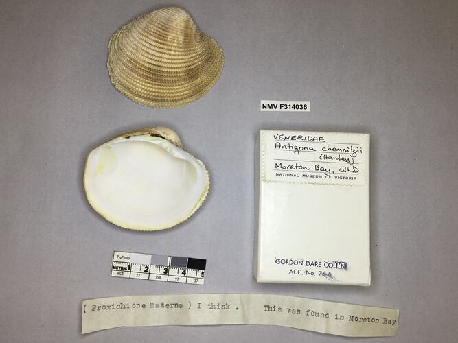 Dry Venus Clam shell beside labels.