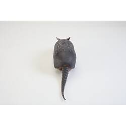 <em>Dasypus novemcinctus</em>, Nine-banded Armadillo. [C 27258]