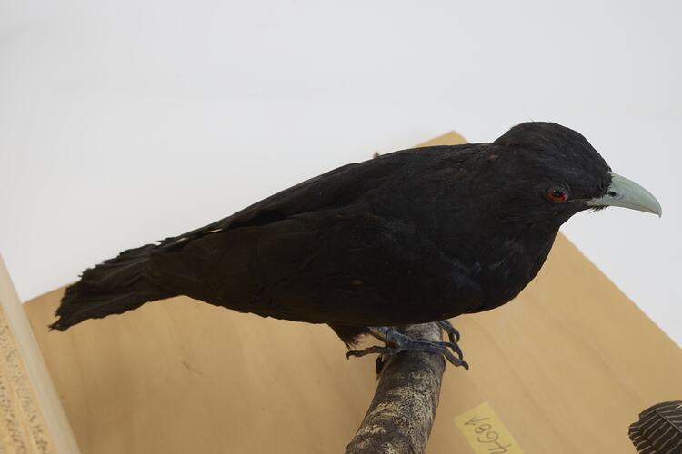 <em>Eudynamys orientalis cyanocephalus</em>, Eastern Koel. [9468]