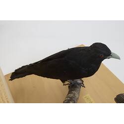 <em>Eudynamys orientalis cyanocephalus</em>, Eastern Koel. [9468]