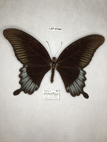 Pinned butterfly specimen beside label.