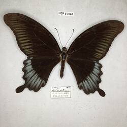 Pinned butterfly specimen beside label.