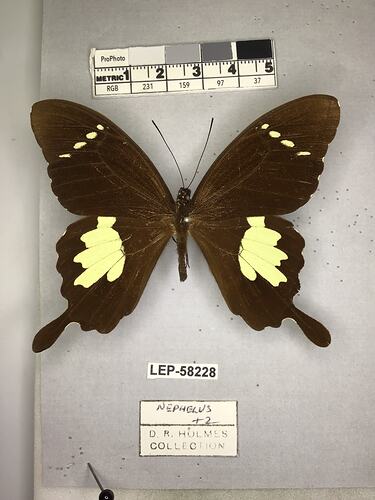 Pinned butterfly specimen beside label.