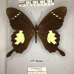 Pinned butterfly specimen beside label.