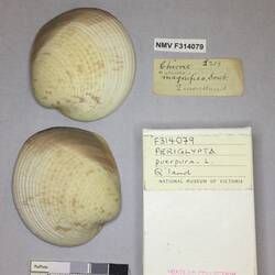 Dry Venus Clam shell beside labels.
