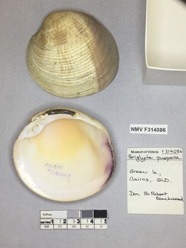 Dry Venus Clam shell beside labels.