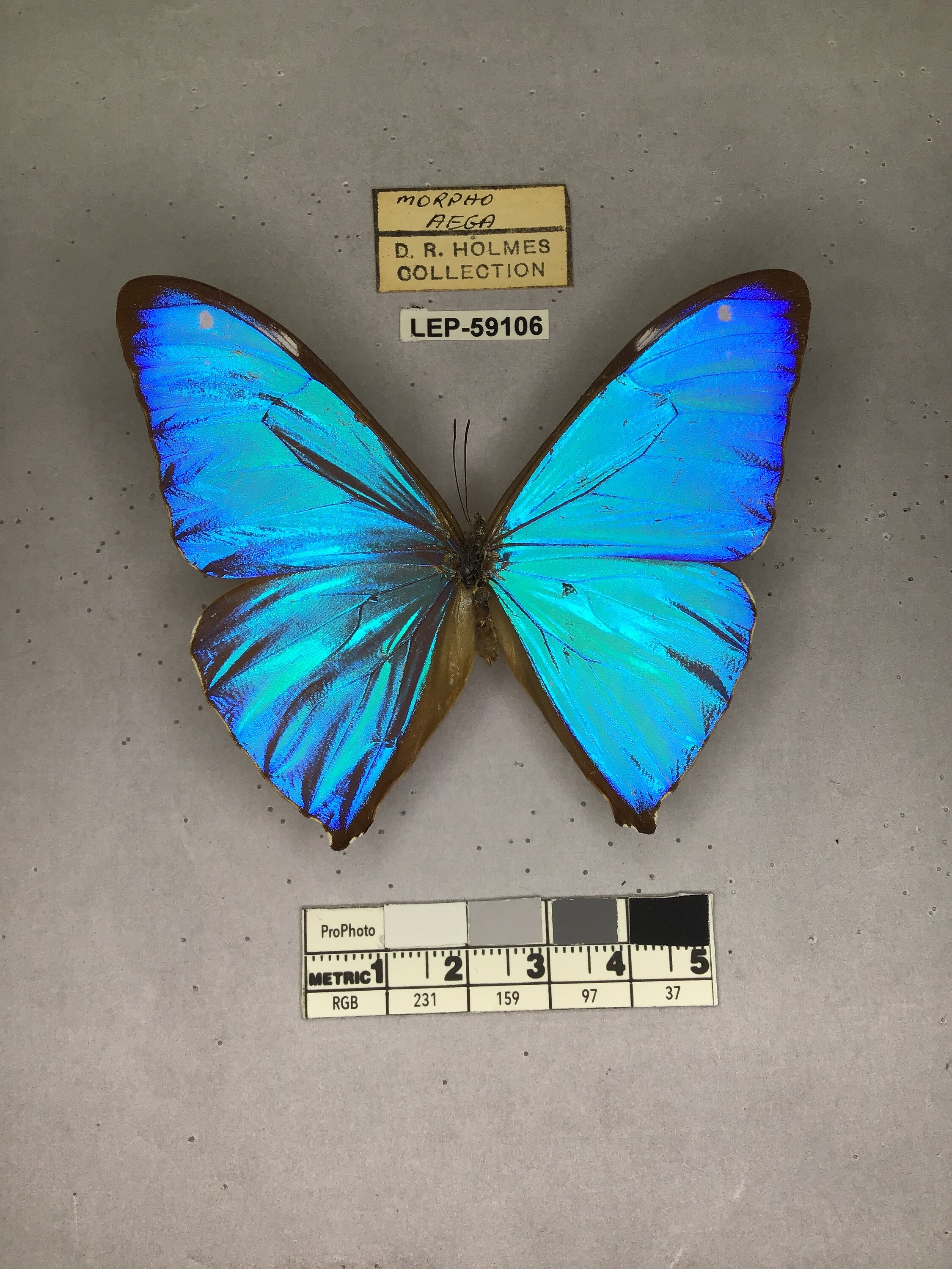 Morpho aega (Hubner, 1822)