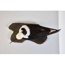 <em>Himantopus himantopus leucocephalus</em>, Black-winged Stilt. [B 32995]