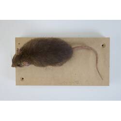 <em>Rattus fuscipes</em>, Australian Bush Rat. [C 6871]