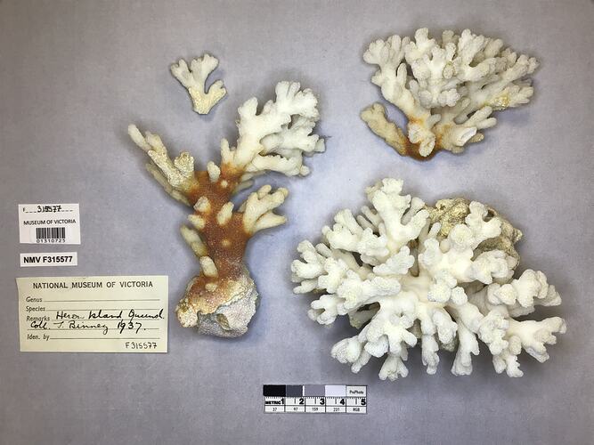 Dry stony coral specimen beside labels.