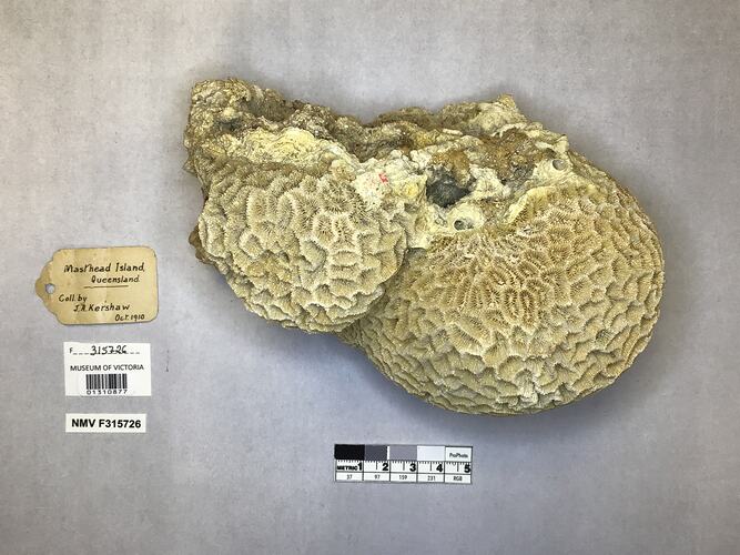 Dry stony coral specimen beside labels.