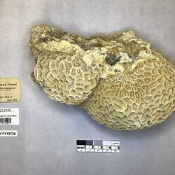 Dry stony coral specimen beside labels.