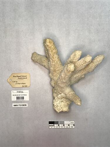 Dry stony coral specimen beside labels.