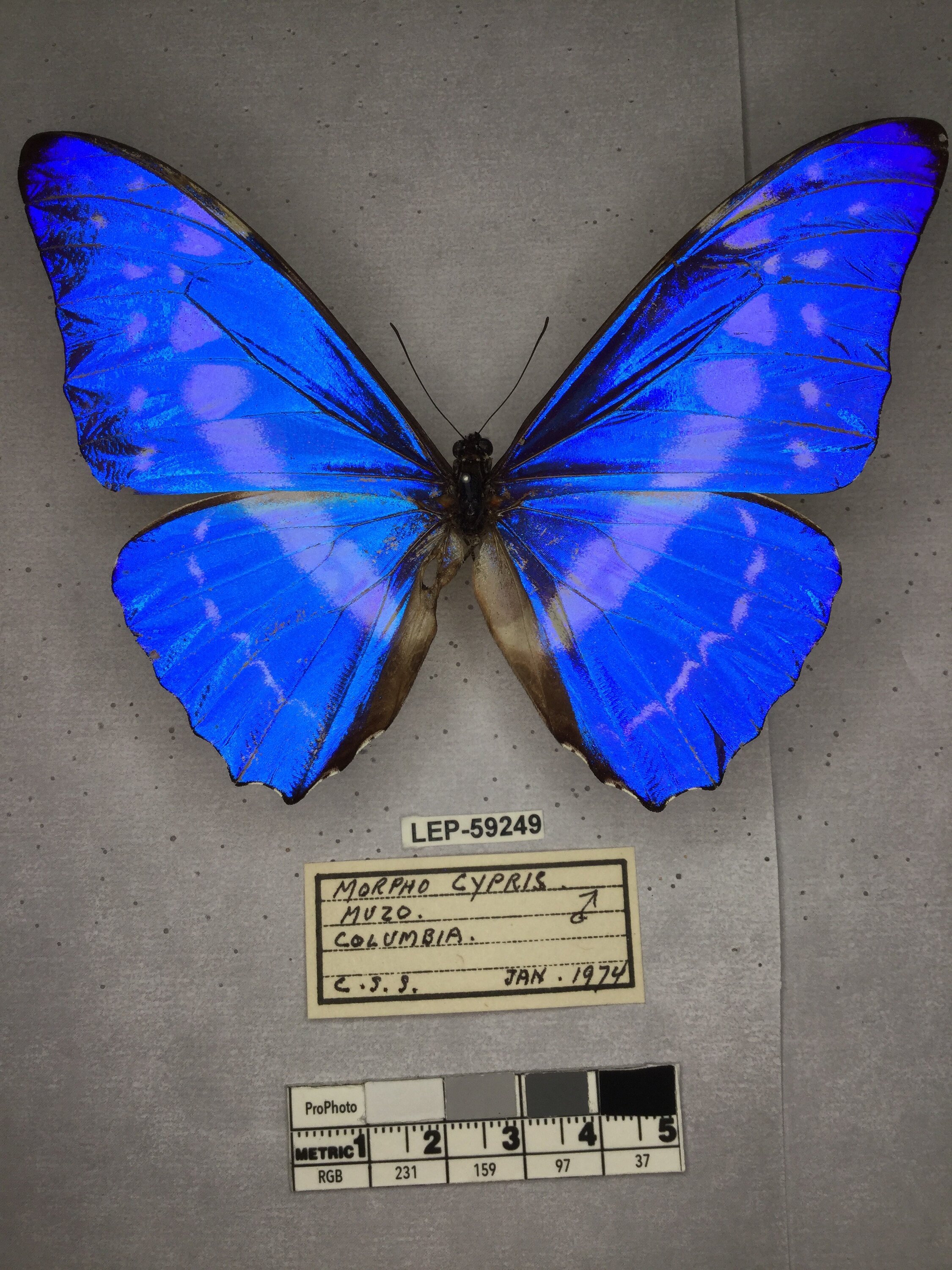 Morpho cypris Westwood, 1851