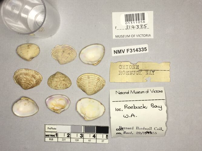 Dry Venus Clam shells beside labels.