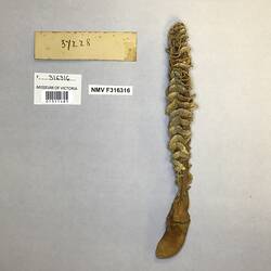 Dry sea pen specimen beside labels.