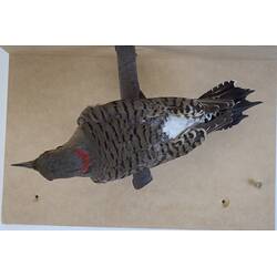 <em>Colaptes auratus</em>, Northern Flicker. [61408]