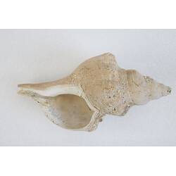 <em>Penion maximus</em>, giant whelk. [J 73847.1]