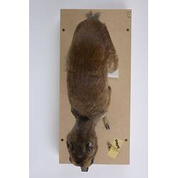 <em>Tragulus napu</em>, Greater Mouse-deer. [C 30638]