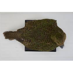 <em>Strigops habroptilus</em>, Kakapo. [19425]