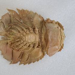 <em>Ibacus peronii</em>, Balmain Bug. [J 44696.8]