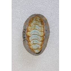 <em>Plaxiphora Plaxiphora albida</em>, chiton. [F 20183]