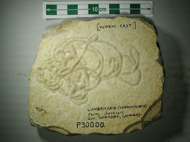 Cream-coloured rock slab with trace fossil and handwriting.