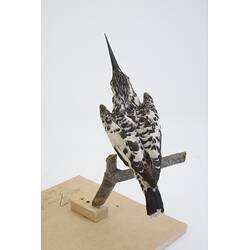 <em>Ceryle rudis leucomelanurus</em>, Pied Kingfisher. [54698]