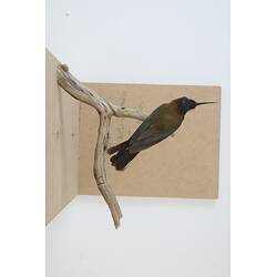 <em>Acanthorhynchus tenuirostris tenuirostris</em>, Eastern Spinebill. [B 21340]