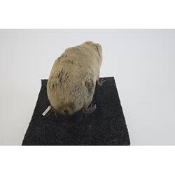 <em>Bathyergus suillus</em>, Cape Dune Mole Rat. [C 30039]