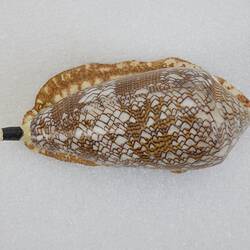 <em>Conus textile</em>, Textile Cone, model. [F 83612]