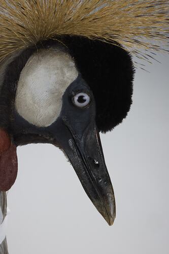 <em>Balearica regulorum regulorum</em>, Grey Crowned Crane. [55990]