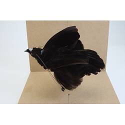 <em>Parotia sefilata</em>, Western Parotia. [46771]