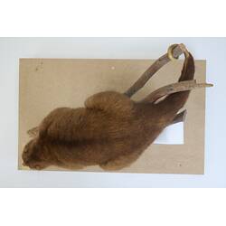 <em>Phalanger carmelitae</em>, Mountain Cuscus. [C 2912]