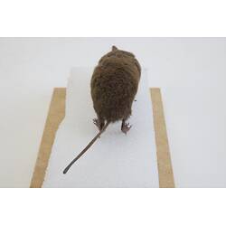 <em>Sorex alpinus</em>, Alpine Shrew. [C 30186]