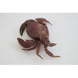 <em>Nectocarcinus integrifrons</em>, Rough Rock Crab. [J 27161]