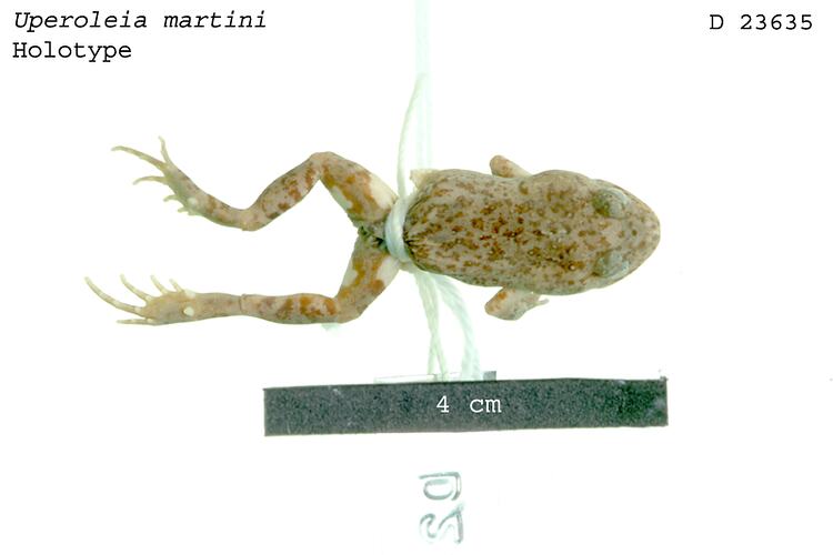 Frog specimen, dorsal view, with specimen labels.