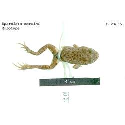 Frog specimen, dorsal view, with specimen labels.